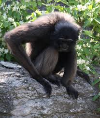 A comparison of hylobatid survey methods using triangulation on müller's gibbon (hylobates muelleri) in sungai wain protection forest, east kalimantan, indonesia. Gibbon De Muller Wikipedia