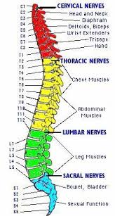 human spine and spinal cord picture c1 s5 vertebra