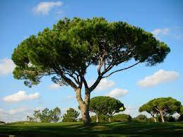 Pinheiro Manso Pinus Pinea Umbrella Pine By Valter Jacinto Mediterranean Landscaping Unique Trees Conifer Trees