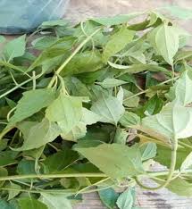 Image result for Vernonia congolensis