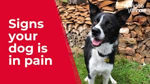 How can i tell if my dog has skin cancer? How To Tell If A Dog Is In Pain Signs Symptoms Of Pain In Dogs