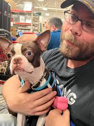 Boston terrier still like a puppy at 11