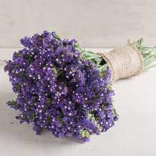 Seeker Blue Statice Seed Johnny S Selected Seeds Flowers Flower Seeds Dried Flowers