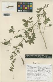 Image result for Cleome iberidella