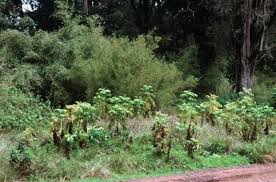 Image result for Oldeania alpina