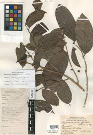 Image result for Buchnerodendron lasiocalyx