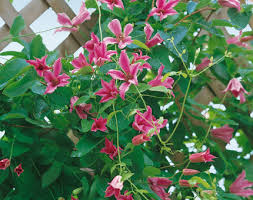 Clematis blue angel awarded the 'award of garden merit' by the rhs in 2002 bred by brother stefan franczak, a monk who for more than 50 years has been gardener at the jesuit theological college in warsaw. Clematis Texensis Duchess Of Albany Our Range