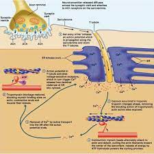 Chapter 9 Muscles And Muscles Tissue Human Anatomy And Physiology Exercise Physiology Anatomy