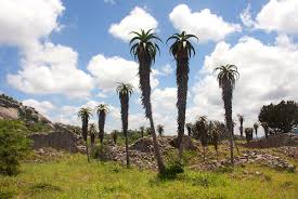 Image result for Aloe excelsa