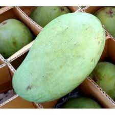This is article about mangga harum manis (1kg). Buah Mangga Harum Manis Harga Per Kilo Shopee Indonesia