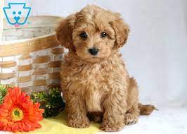 Ace Maltipoo Puppy For Sale Keystone Puppies Maltipoo Puppies For Sale Maltipoo Puppy Cavapoo Puppies For Sale