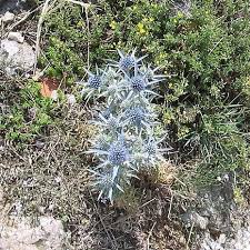 Image result for Eryngium `Blue Hobbit`