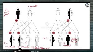 color blindness explained in a simple manner principles of inheritance and variation botany xii