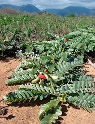 Image result for Sesbania sericea