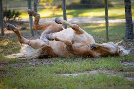 Muscle Strain And Soreness In Horses Symptoms Causes Diagnosis Treatment Recovery Management Cost