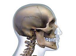 May 31, 2021 · skull anatomy diagrams. Occipital Bone Anatomy Function And Treatment
