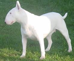 Black And White Bull Terrier Puppy Miniature Bull Terrier Puppies Ca Bull Terrier Breeders And Kennels Bull Terrier Puppies For Sale White Bull Terrier Bull Terrier Miniature Bull Terrier