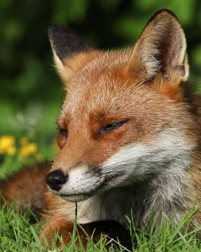 THIS IS UNACCEPTABLE. The foxes you see here are being let down. While the government delays action on hunting with dogs, foxes continue to be persecuted and killed. A consultation was promised.