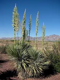 Contact us today for a free site visit! Gardening In The New Mexico Desert Results Yucca Plant Plants Desert Plants