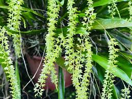 Image result for Rhipidoglossum densiflorum