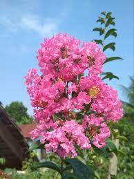 50 gambar bunga mawar tercantik di dunia warna putih. Keindahan Bunga Warna Pink Steemkr