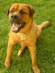 Check spelling or type a new query. List Of Saint Bernard Mix Breed Dogs