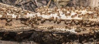 This is an effective method for drywood termites, however, if you have subterranean termites this method of extermination will not be effective. Termite Treatment Cost Of Diy Vs Professional Earlyexperts