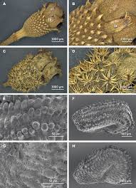 Image result for Dissotis melleri