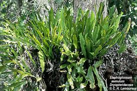 Image result for Elaphoglossum lancifolium