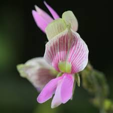 Image result for Galactia