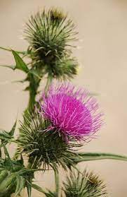 Thistle Scotland S National Flower Scotland National Flower Flower Photos Thistle