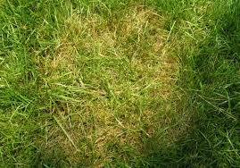 Check spelling or type a new query. Brown Patch Large Patch Diseases Of Lawns Home Garden Information Center