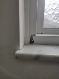 Image result for site:byggahus.se träskada