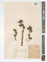 Image result for Sterculia africana