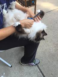 It's very hard to remove mats without damaging the delicate skin beneath them. Matted Cat Fur How To Remove Mats From Long Haired Ragdoll Cat