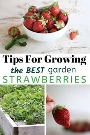 Check spelling or type a new query. Tips For Growing The Best Tasting Strawberries Umbel Organics