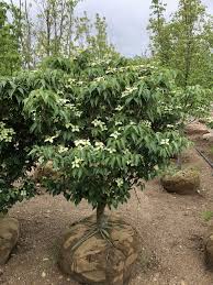 I may have got a few more plant id's wrong. Pin On Dogwoods