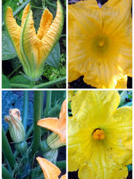 Image result for female flowers cucumber