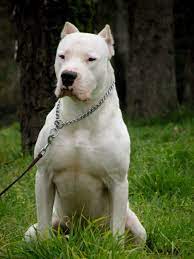 Dogo Argentino Dogo Argentino Brokas Sold Pending To Usa Dog Argentino Dogs Dog Breeds