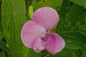 Image result for Vigna vexillata