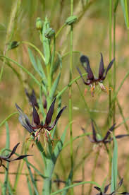 Image result for Ferraria glutinosa