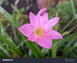Image result for Zephyranthes minuta