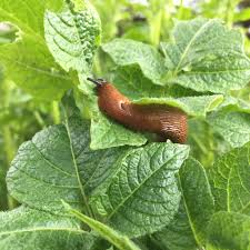 Pin Auf Im Garten