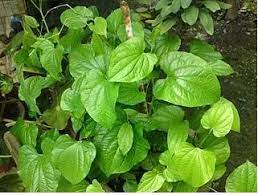 Daun katuk merupakan tumbuhan yang bisa dikonsumsi oleh manusia dan daun ini pun termasuk golongan kandungan khasiat dan manfaat yang ada pada daun katuk. Tunjang Herba Daun Pokok Kaduk 7 Khasiat Daun Kaduk Facebook