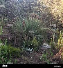 Image result for Tetraria