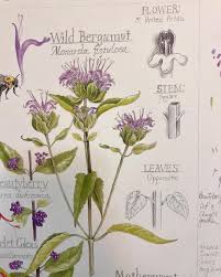 Image result for Lamiaceae