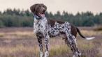 German Shorthaired Pointer Dog Breed Information