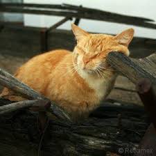 The best way to prevent behavioral issues, is to know what triggers them. Flea Treatment For Austin Texas