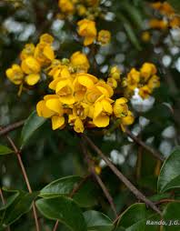 Image result for Chamaecrista wittei