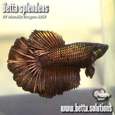 Round Tail Rt Metallic Dragon Betta Splendens A25 Female Aquasnack Blog